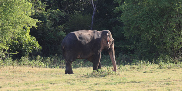 Olifant